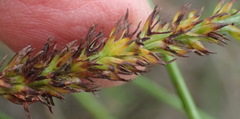 Thesium spicatum