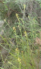 Thesium spicatum