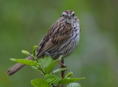 Melospiza melodia image
