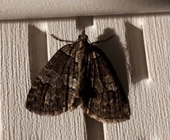 Hydriomena divisaria