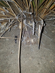 Juncus acutus leopoldii