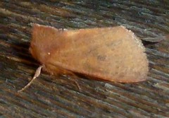 Orthosia transparens