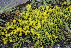 Sedum japonicum