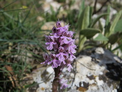 Neotinea conica