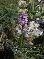 Neotinea conica