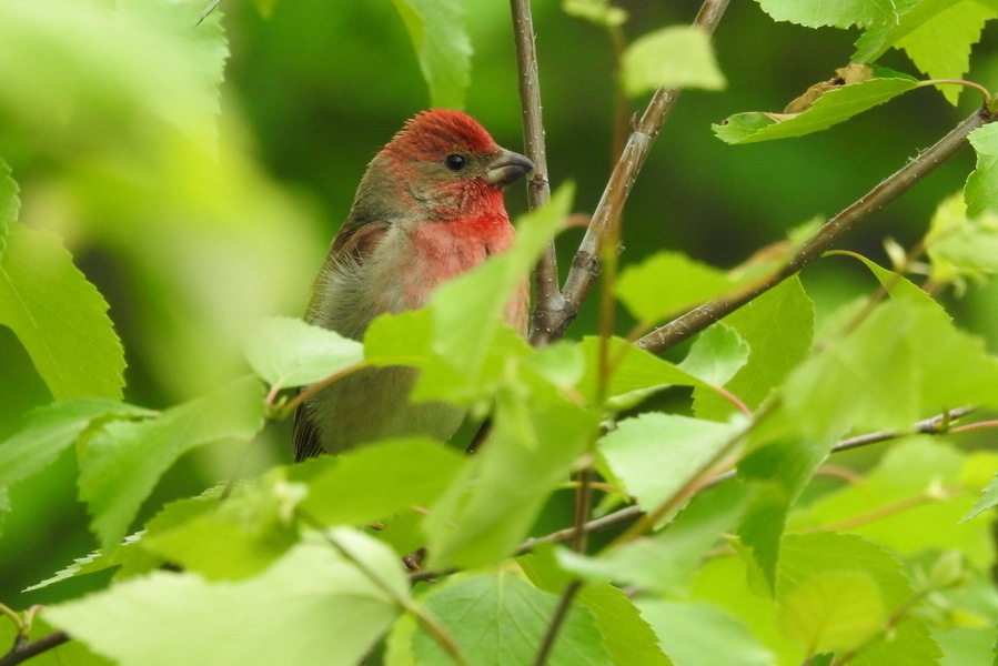 Common Rosefinch