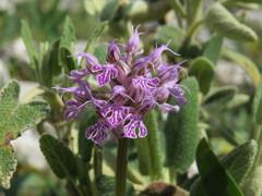 Neotinea conica