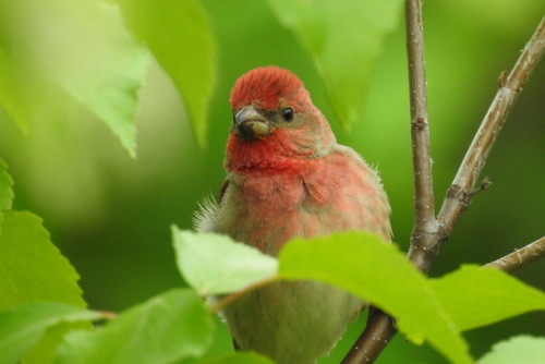 Common Rosefinch