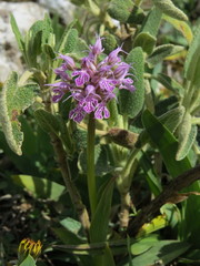 Neotinea conica