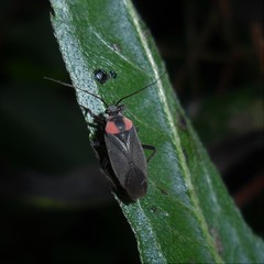 Prepops procorrentinus