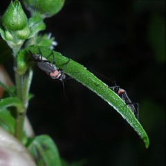 Prepops procorrentinus