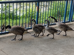 Branta canadensis