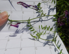 Vicia villosa villosa