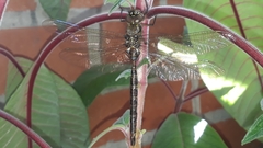 Rhionaeschna marchali