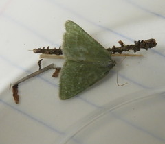 Thalera pistasciaria
