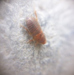 Corydiidae