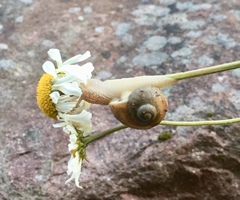 Helix pomatia