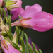 Sticky Heath - Photo (c) peterswart, some rights reserved (CC BY-NC)