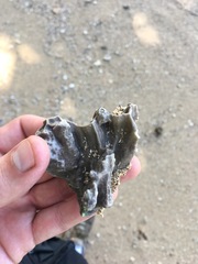 Millepora complanata