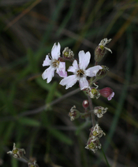Silene linnaeana