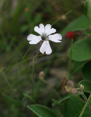 Silene linnaeana