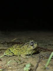 Pleurodema brachyops