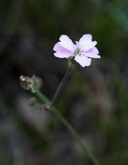 Silene linnaeana