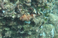 Scorpaena notata