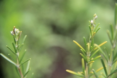 Salvia rosmarinus