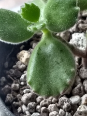 Cotyledon tomentosa