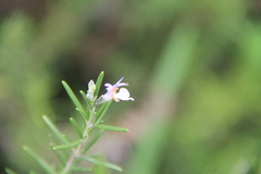Salvia rosmarinus