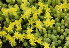 Sedum japonicum