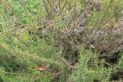 Salvia rosmarinus