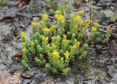 Sedum japonicum