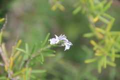 Salvia rosmarinus