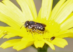 Pseudoanthidium nanum