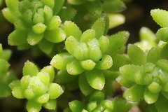 Sedum japonicum
