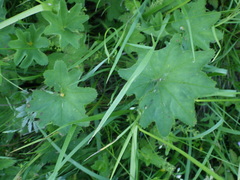 Alchemilla micans