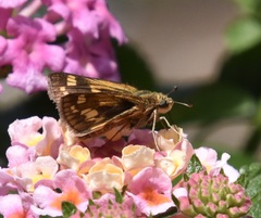 Polites peckius