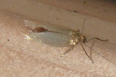 Tischeriidae
