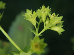 Alchemilla micans