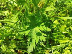 Geranium pratense