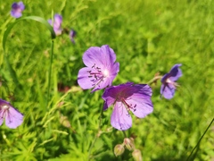 Geranium pratense