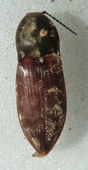 Prosternon bombycinum
