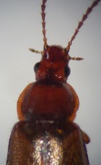 Amphichroum maculatum