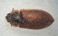 Eronyxa pallida