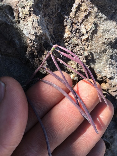 Image of Lemmon's Rockcress (Boechera lemmonii) by (c) Martin Purdy, some rights reserved (CC BY)