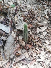Acanthocereus