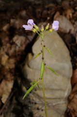 Cardamine bulbifera