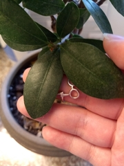 Ficus thonningii